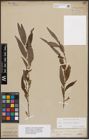 Foto von Salix babylonica L. x Salix fragilis L.